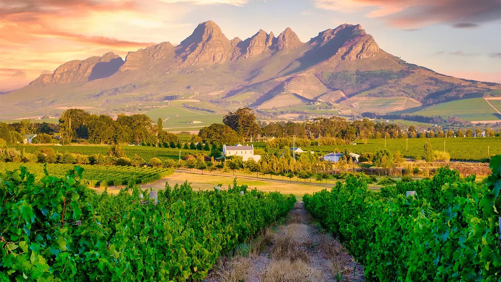 Weintasting: Südafrika Kap der guten Weine im Weinlager Eltville