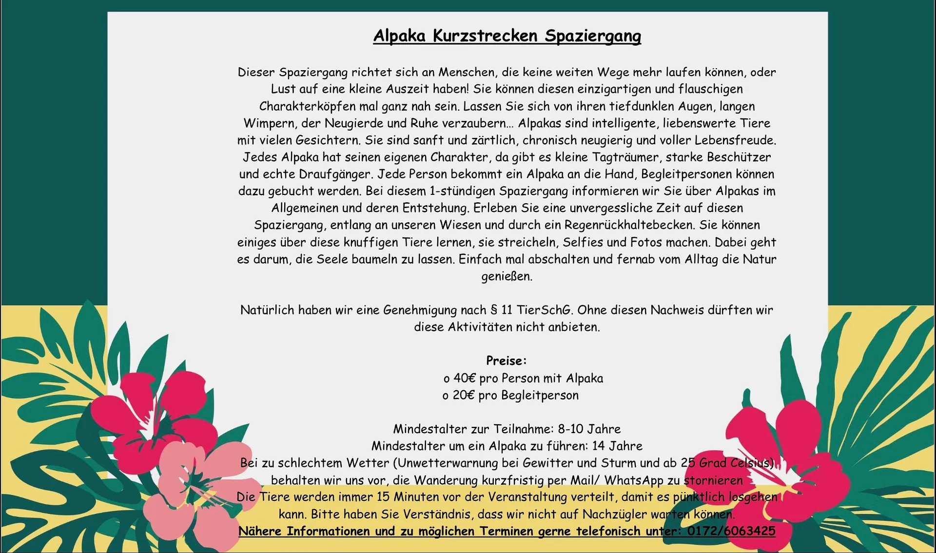 Alpaka Kurzstrecken Spaziergang